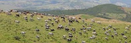 Concessione ad uso pascolo e seminerio dei terreni comunali ad uso civico annata agraria 2023-2025 e raccolta mirto