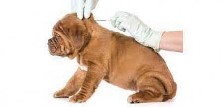 AVVISO INSERIMENTO MICROCHIP CANI