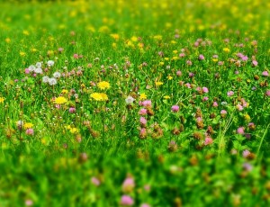 Bando per la concessione del PASCOLO in località Montagna San Martino - annata agraria 2018/2019