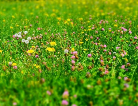 Bando per la concessione del PASCOLO in località Montagna San Martino - annata agraria 2018/2019