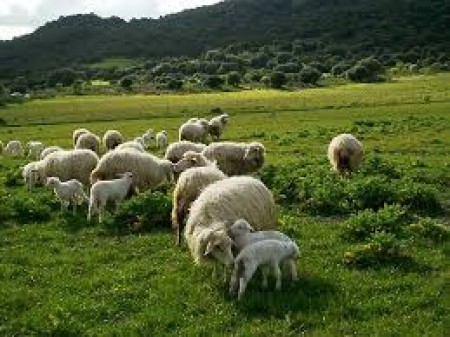 CONCESSIONE USI CIVICI - PRESENTAZIONE DOMANDE ENTRO IL 06.11.2019