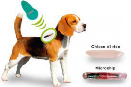 OBBLIGO INSERIMENTO MICROCHIP CANI