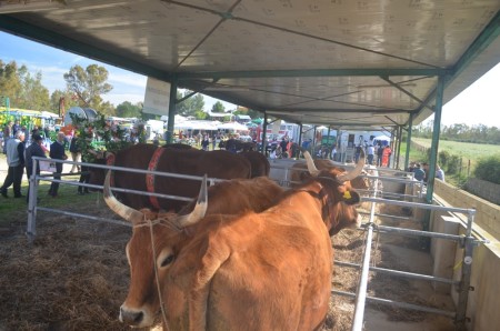 Avviso pubblico volto all&#039;acquisizione di istanze di aiuto finalizzate  alla partecipazione alla manifestazione fieristica zootecnica Fiera di San Marco 2023.
