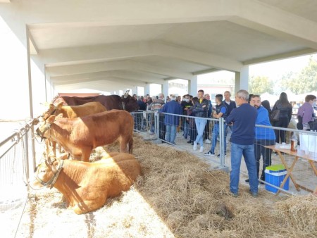 Avviso pubblico volto all&#039;acquisizione di istanze di aiuto finalizzate alla partecipazione alla manifestazione fieristica zootecnica Fiera di San Marco 2024.