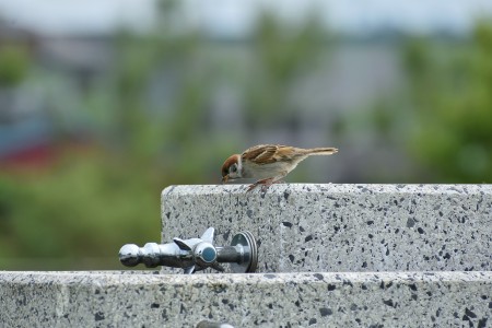 Bonus Sociale Idrico Integrativo