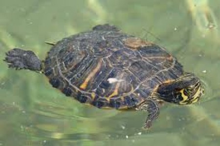 TARTARUGA PALUSTRE AMERICANA